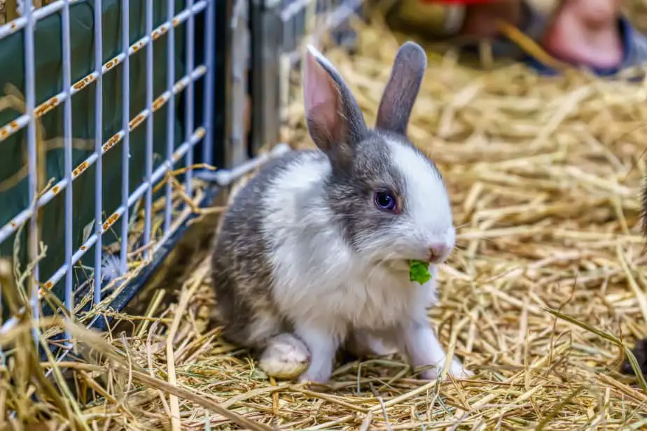 Can Pet Rabbits Eat Celery 01
