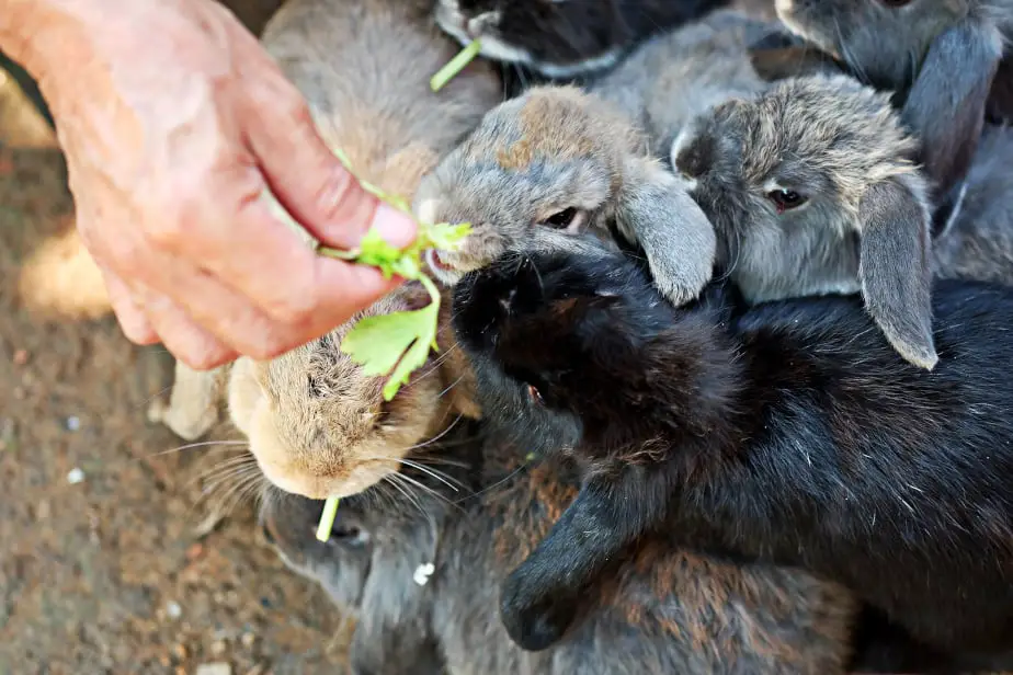 Can Pet Rabbits Eat Celery 02