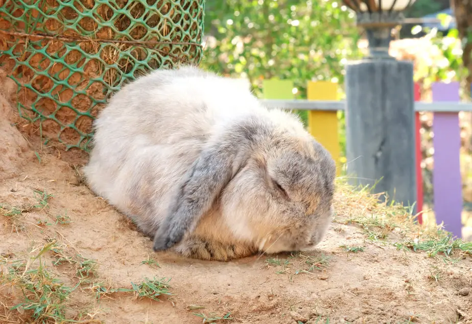 Can Pet Rabbits Eat Celery 03