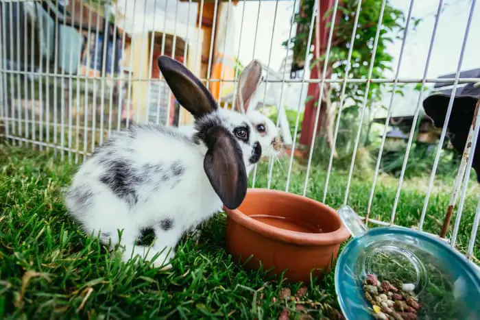 Can Pet Rabbits Live Outside 03