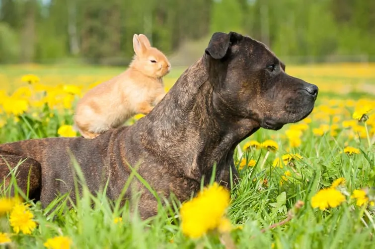 do dogs and rabbits get along