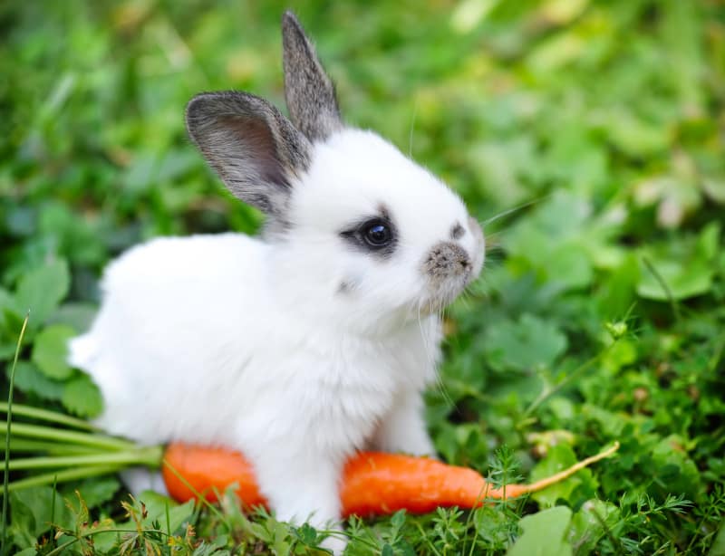 Are Carrots good for Pet Rabbits 01