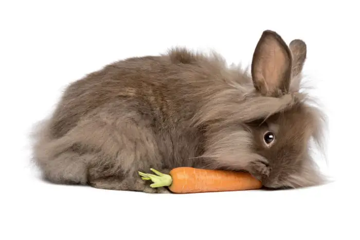 Are Carrots good for Pet Rabbits 02