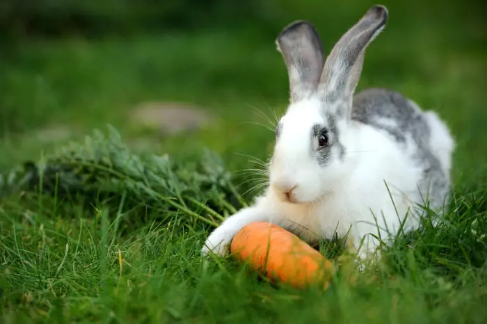 Are Carrots good for Pet Rabbits 03