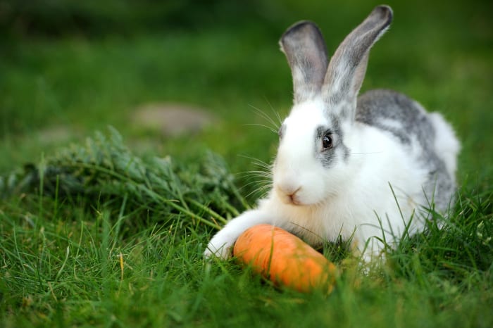 Are Carrots good for Pet Rabbits 03