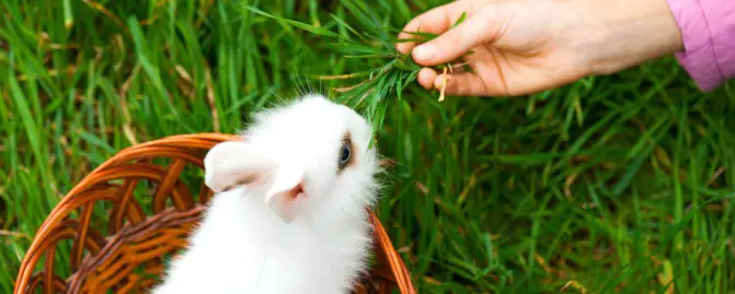 Can Pet Rabbits Eat Potatoes 03