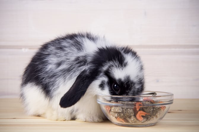Can Pet Rabbits Eat Potatoes 04