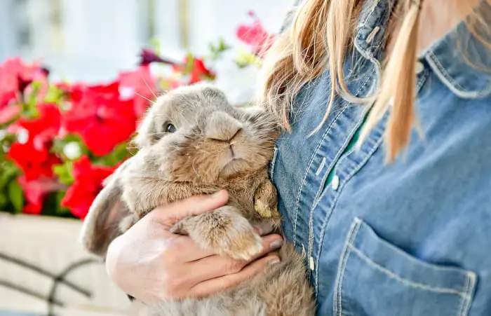 How Do Pet Rabbits Show Affection 03
