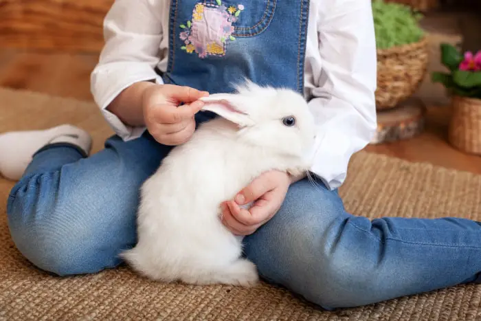 How Do Pet Rabbits Show Affection 05