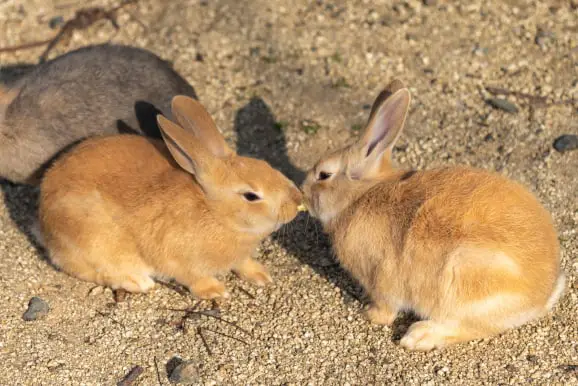 Will Pet Rabbits Attack Each Other 02