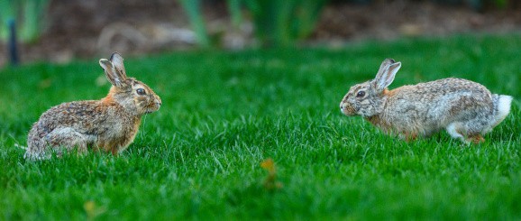 Will Pet Rabbits Attack Each Other 03