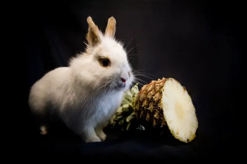 Can Pet Rabbits Eat Pineapple 01