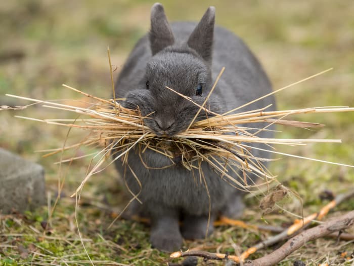 Can Pet Rabbits Eat Pineapple 04