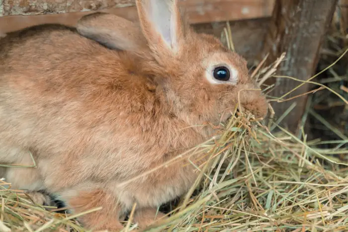 Can Pet Rabbits Eat Pineapple 05