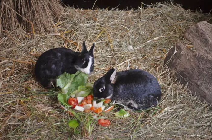Can rabbits eat parsnips 02