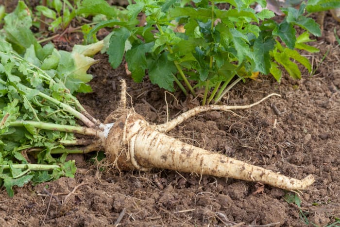 Can rabbits eat parsnips 03