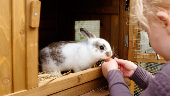 Can rabbits eat parsnips 04