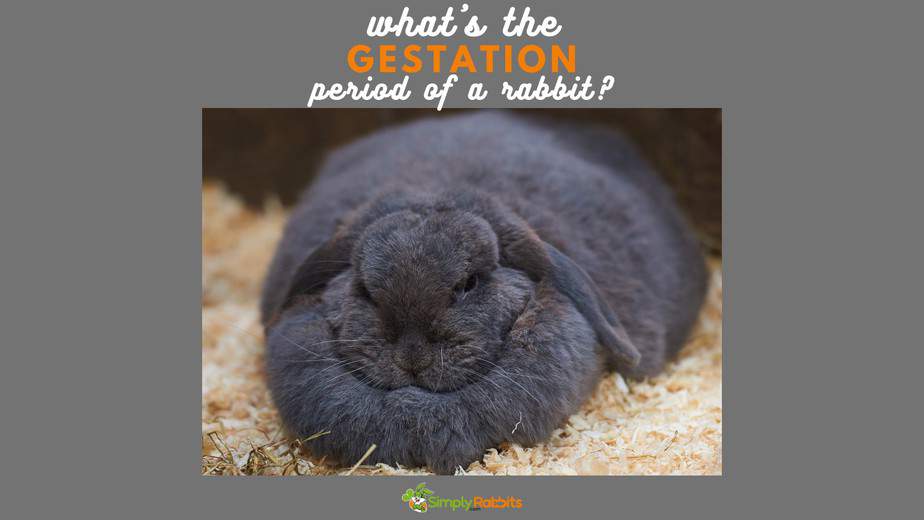 What s The Gestation Period Of A Rabbit SimplyRabbits Rabbit Care