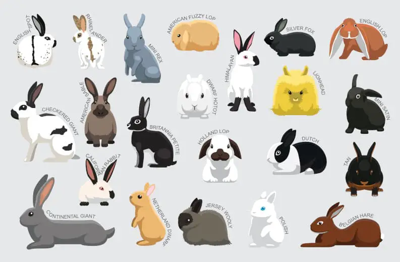 Which Rabbits Live The Longest 01