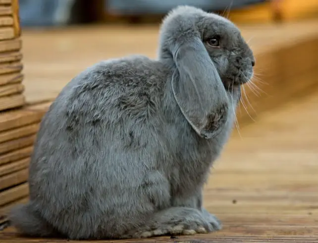 Which Rabbits Live The Longest
