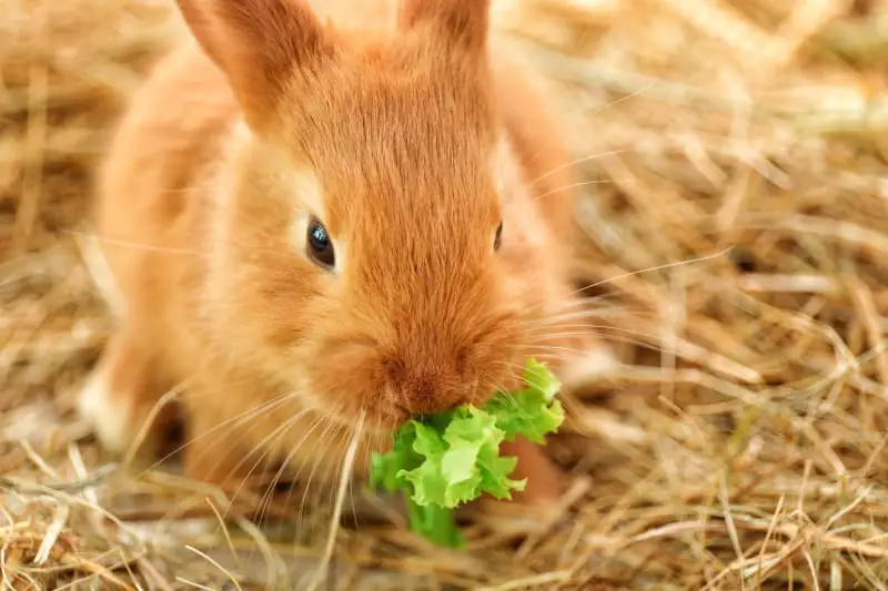 Are Rabbits Herbivores? - SimplyRabbits - Rabbit care