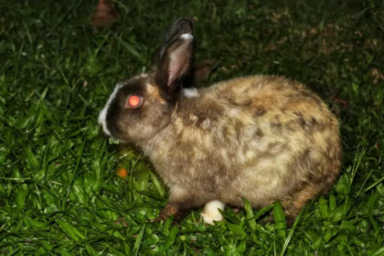 bunnies nocturnal
