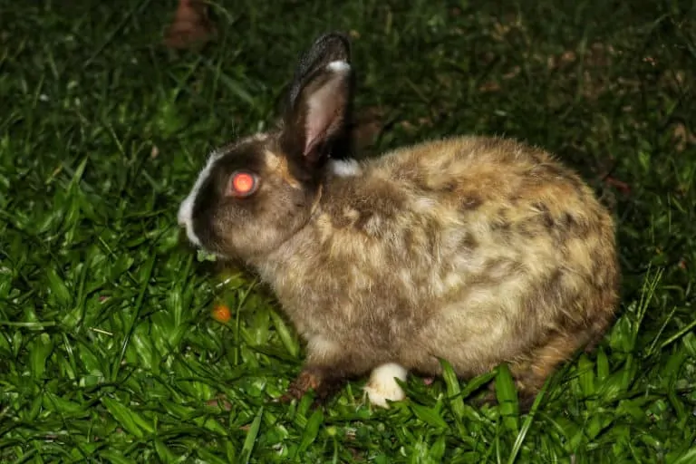 Are Rabbits Nocturnal? terbaru