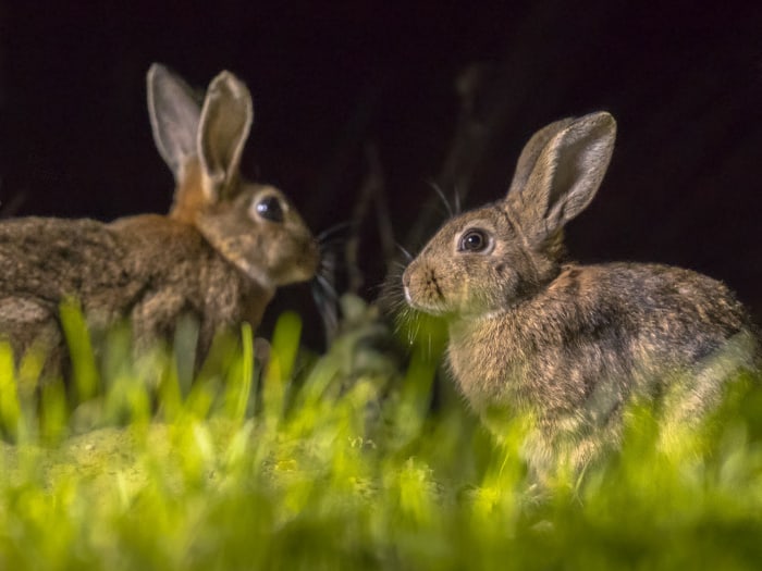 are bunnies nocturnal