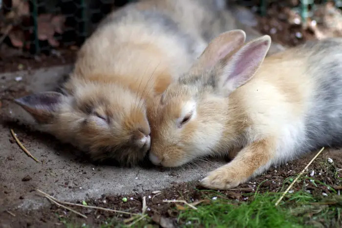 bunnies nocturnal bunnies nocturnal