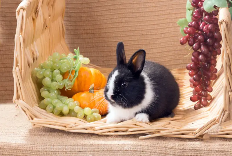 Can Rabbits Eat Grapes 01