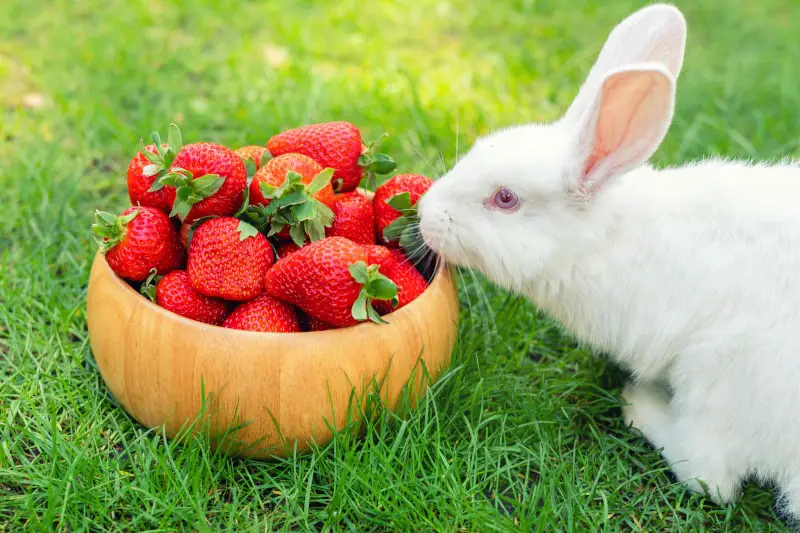 Can Rabbits Eat Strawberries 01