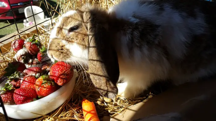 Can Rabbits Eat Strawberries 03
