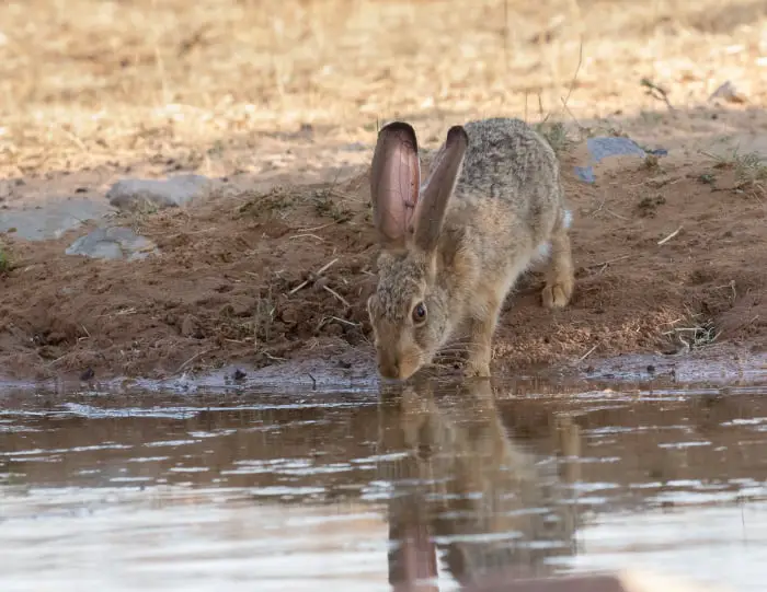 Can Rabbits Swim 02