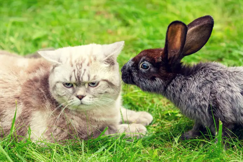 Can Rabbits and Cats Get Along 01