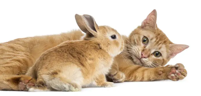 Can Rabbits and Cats Get Along? SimplyRabbits Rabbit care