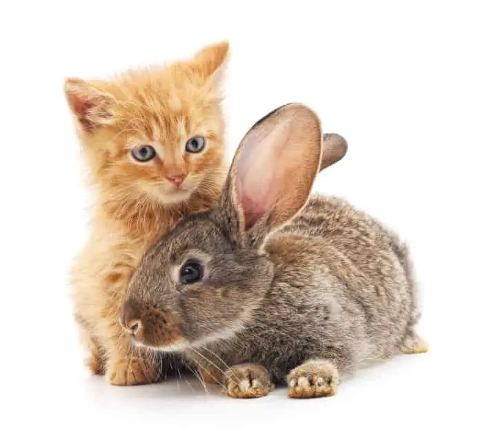 Can Rabbits and Cats Get Along? SimplyRabbits Rabbit care