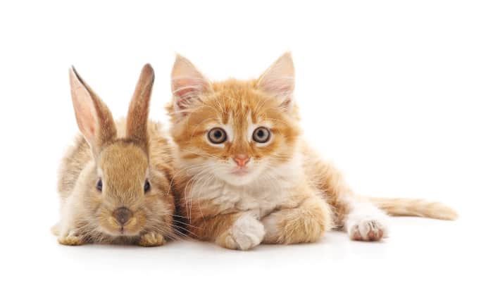 Can Rabbits and Cats Get Along 05