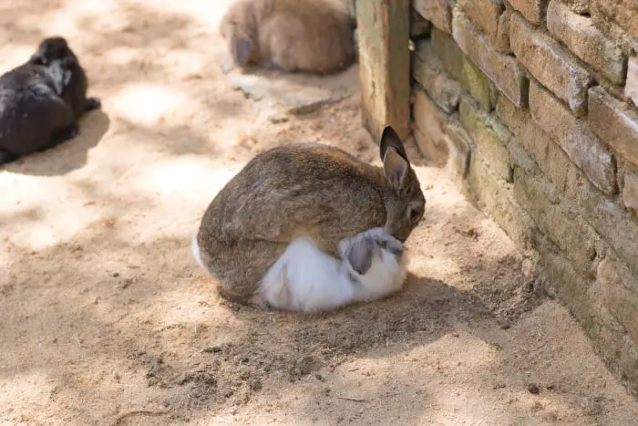 How do rabbits mate 02