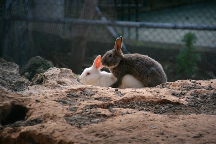 How do rabbits mate 03