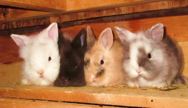 how-many-babies-can-rabbits-have-simplyrabbits-rabbit-care