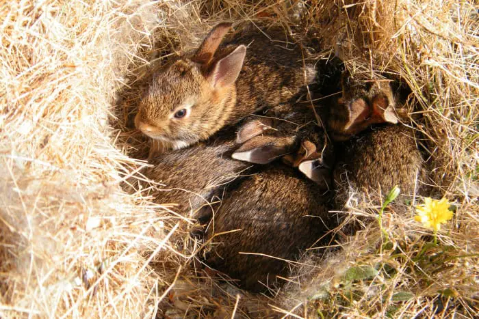 How many babies can rabbits have 02