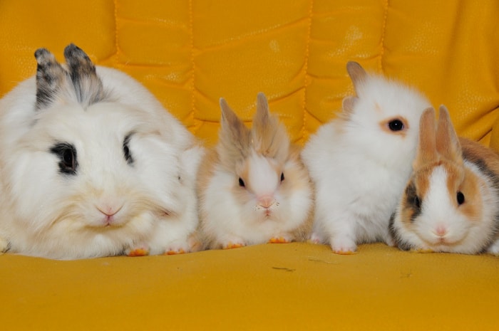 How many babies can rabbits have? - SimplyRabbits - Rabbit care