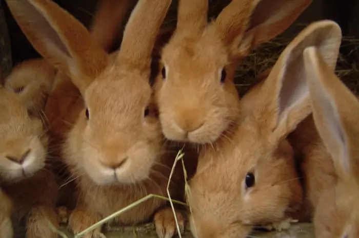 how-many-babies-can-rabbits-have-simplyrabbits-rabbit-care