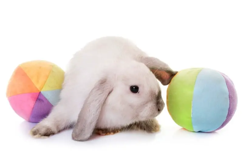 The Best Toys for Your Pet Rabbit 01