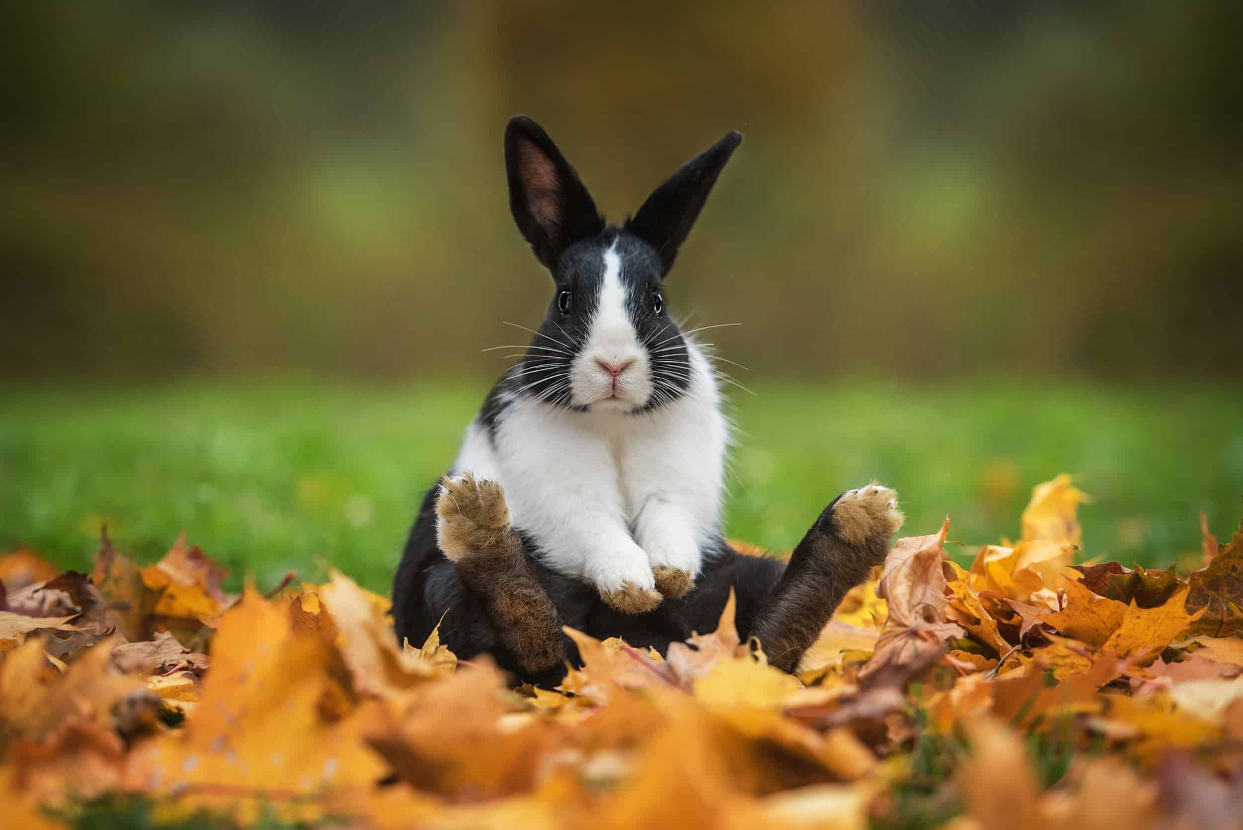 The Best Toys for Your Pet Rabbit SimplyRabbits Rabbit care