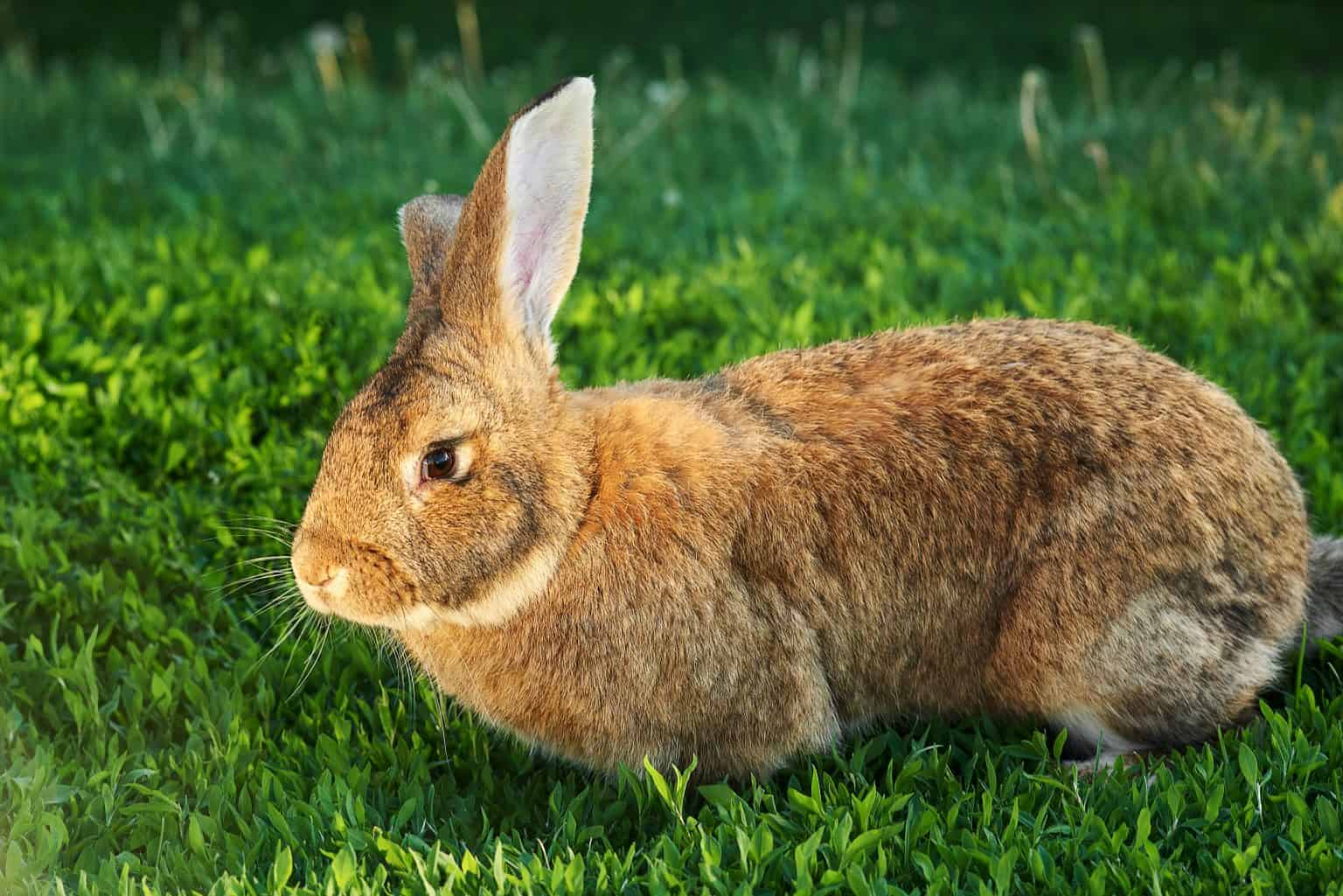What Breeds Are Best As Pet Rabbits? SimplyRabbits Rabbit care