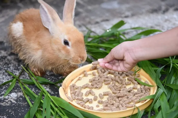 What to feed baby rabbits 04