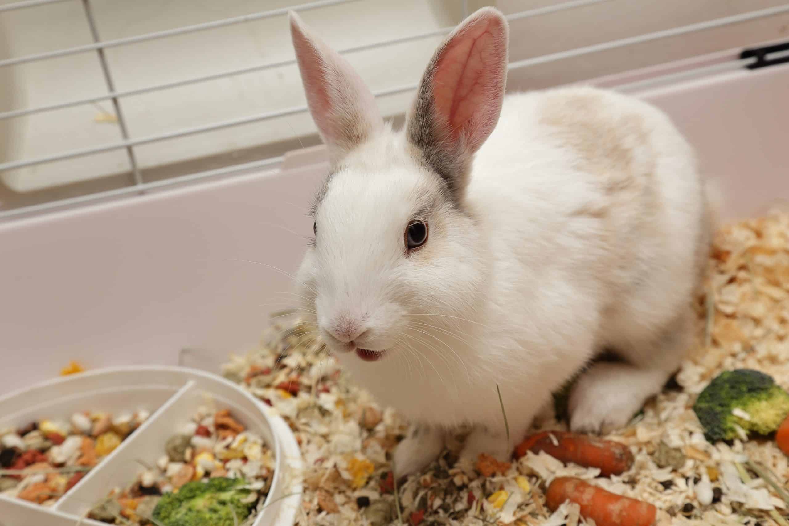 Best Indoor Cages For Rabbits SimplyRabbits Rabbit care