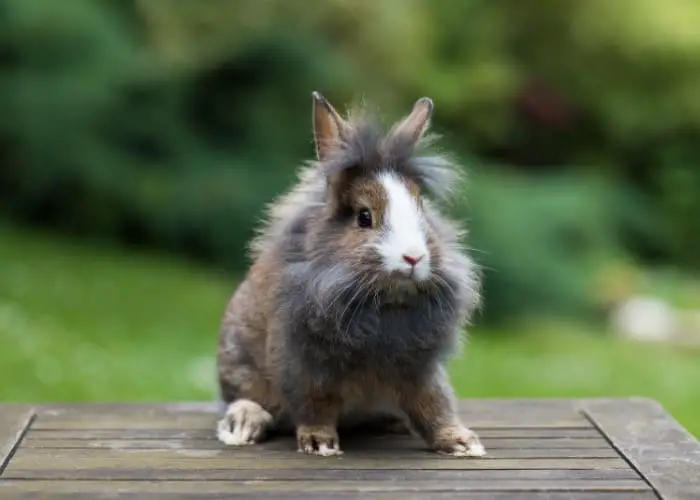 How to Care for Lionhead Rabbits 03