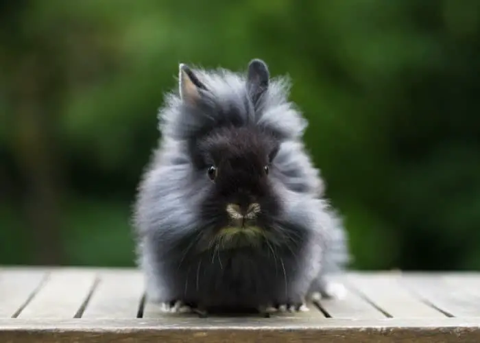 How to Care for Lionhead Rabbits 04